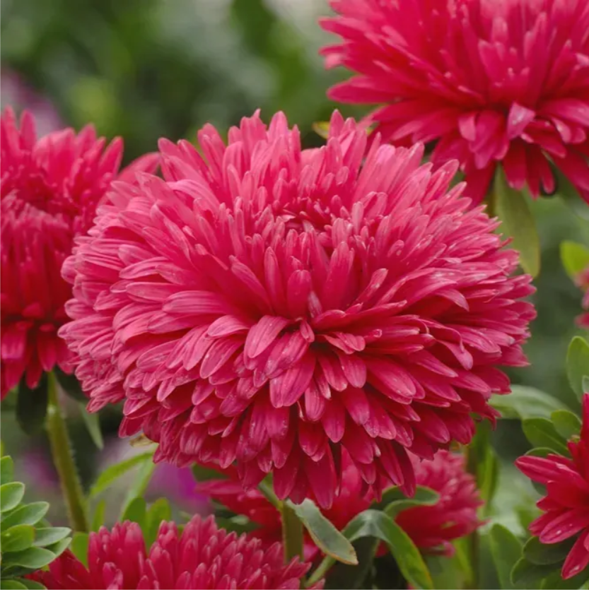 Айстра китайська Аполлонія червона 0,3 г Професійне насіння, фото 1