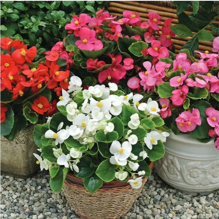 Бегонія вічноквітуча Бада бінг F1 Професійне насіння 20 шт, фото 1