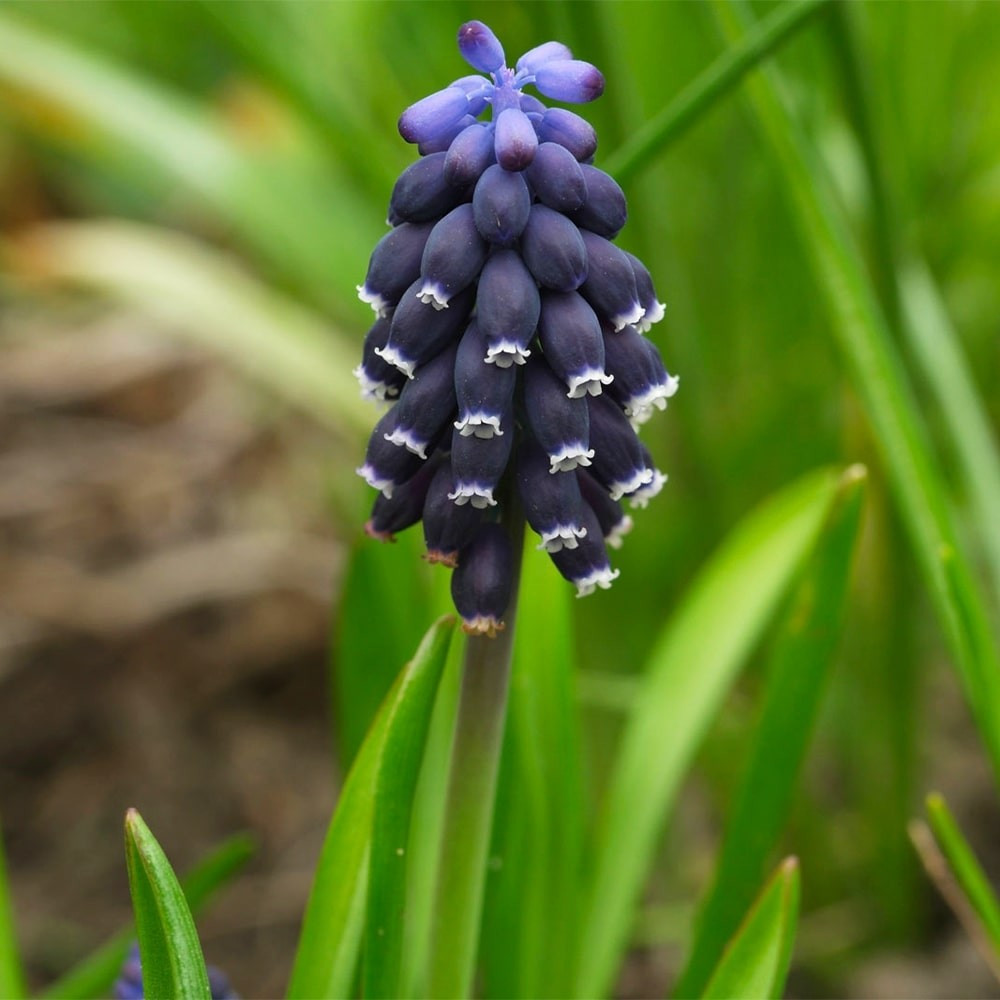 Мускарі Neglectum 5+, фото 1