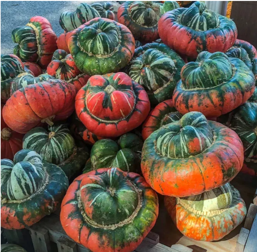 Гарбуз декоративний Турецький тюрбан 0,5 г Професійне насіння, фото 1