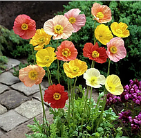 Мак альпійський Гном 0,3 г Професійне насіння