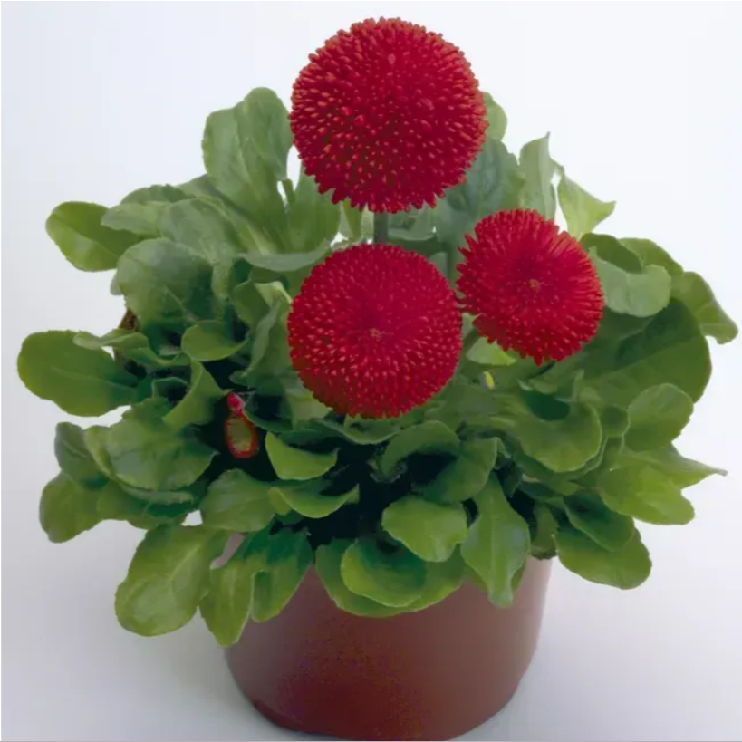 Маргаритка Тассо червона 10 шт Професійне насіння, фото 1