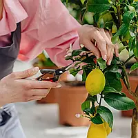 Догляд за цитрусовими рослинами: Повний посібник для садівників