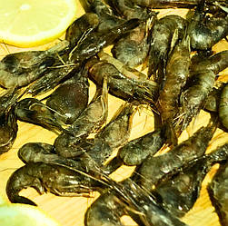 Креветка Розенберга свіжоморожена, розмір 2-4 см/шт