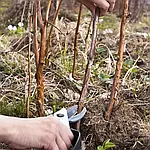 Догляд за малиною: Повний посібник для садівників