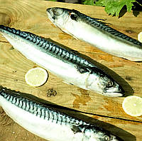 Скумбрія велика з/м 400/600