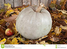 Насіння Гарбуза Волзька сіра 15 г Агролиния