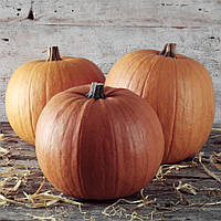 Насіння Гарбуза Стофунтовая 10 г Агролиния