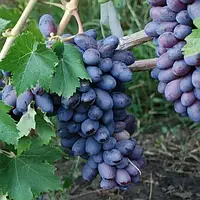 Виноград ранний Байконур. У контейнерах 5 л.