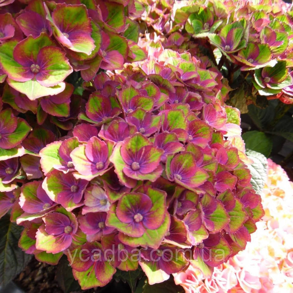 Гортензія крупнолистова Меджикал Шарлотт, Magical Charlotte 81 (горщик 0,5л), фото 1