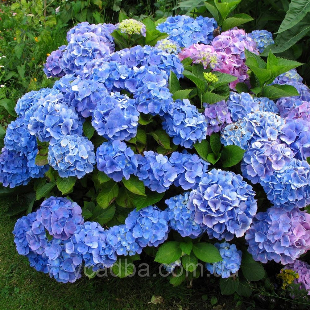 Гортензія великолистна Хеппі Блю, Happy Blue 85 (гощик 0,5л), фото 1