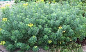 Молочай декоративний саджанець в горщику 0.5 л, фото 3