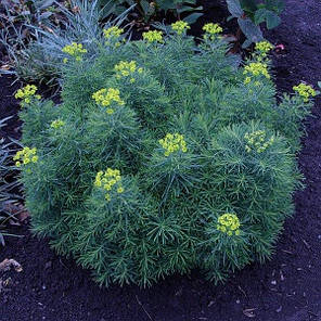 Молочай декоративний саджанець в горщику 0.5 л, фото 1