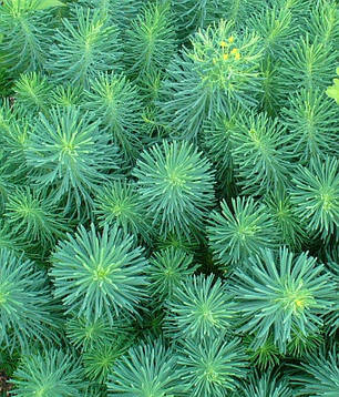 Молочай декоративний саджанець в горщику 0.5 л, фото 2