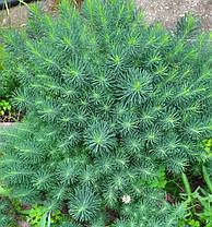 Молочай декоративний саджанець в горщику 0.5 л, фото 4