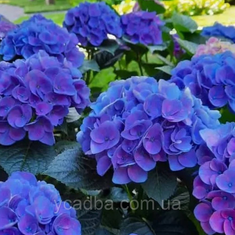 Гортензія крупнолистова Фаболо Блю,Fabolo Blue (горщик 0,5л), фото 1