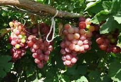 Виноград ранний Дэя. У контейнерах 5 л.