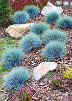 Festuca glauca "Eisvogel"