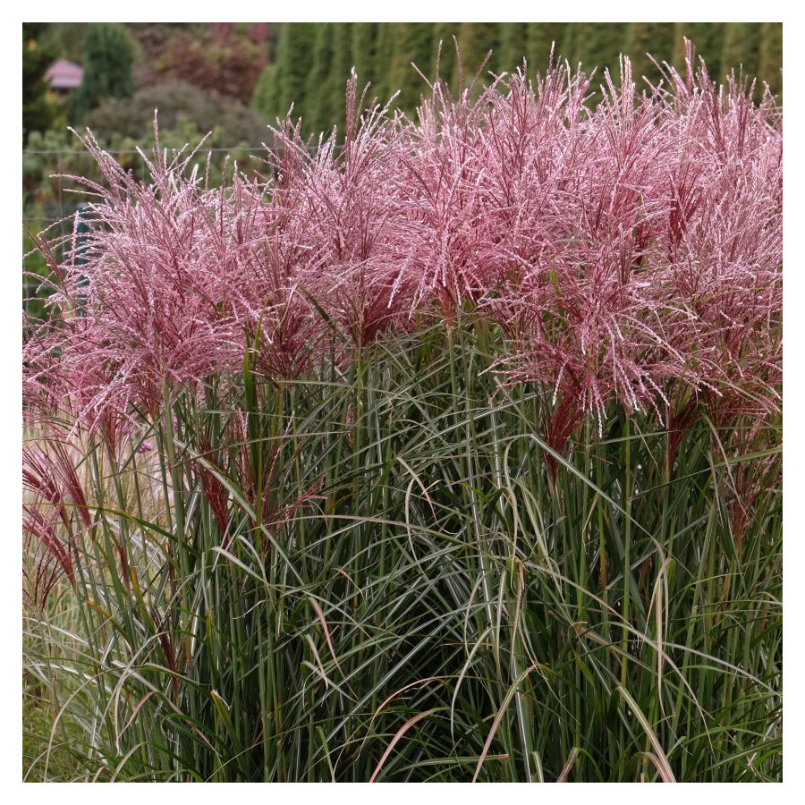 Miscanthus sinensis "Versammlung", фото 1