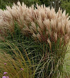 Miscanthus sinensis "Versammlung", фото 2