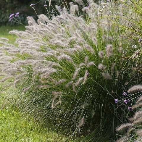 Pennisetum "Gelbstiel", фото 1