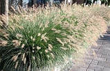 Pennisetum "Gelbstiel", фото 2