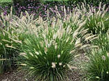 Pennisetum "Gelbstiel", фото 3