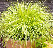 Pennisetum "Hameln Gold"