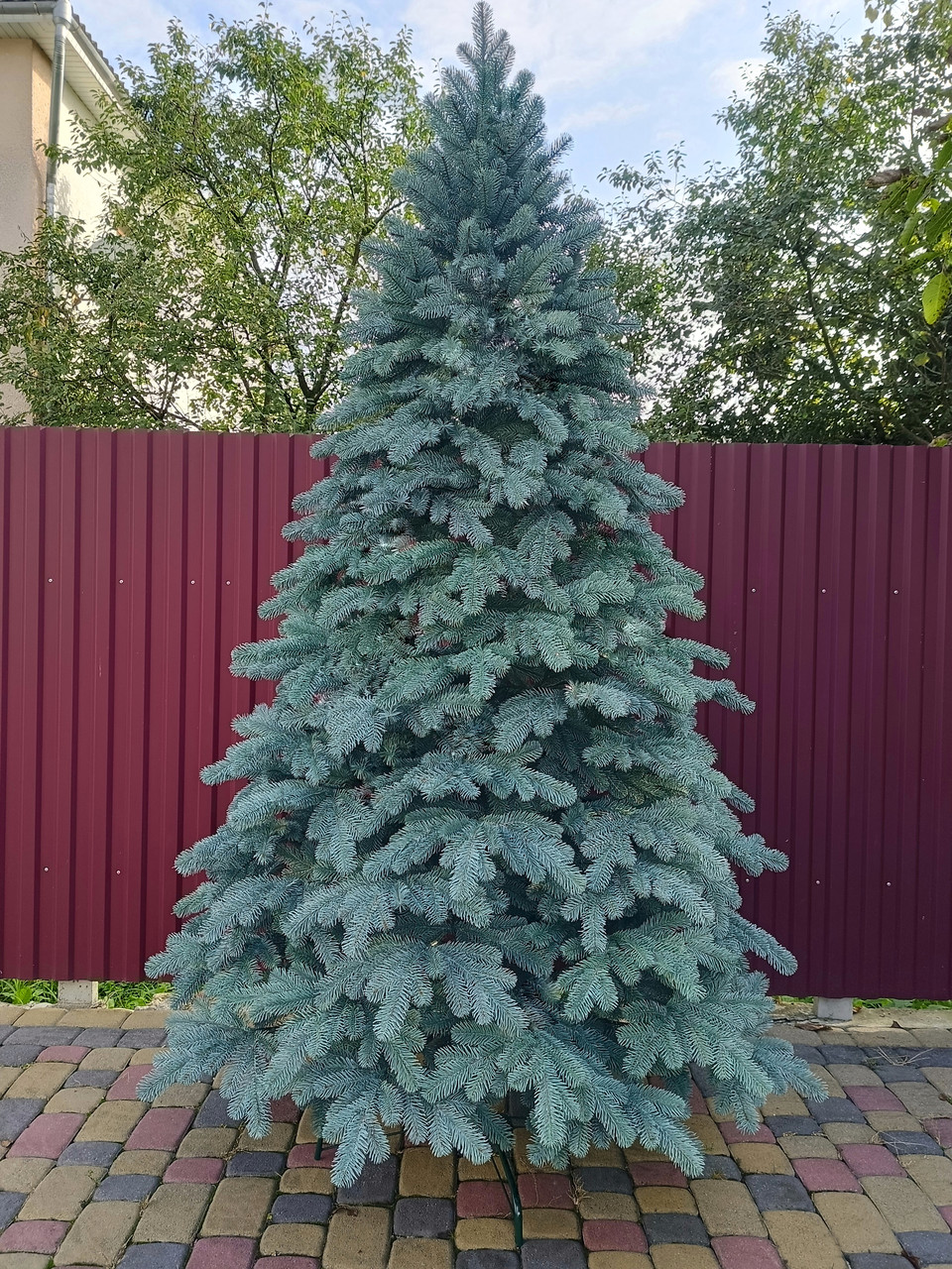 Лита ялинка Елітна 3.00 м. блакитна