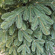 Швейцарська зелена 2.3 м лита ялинка штучна