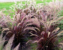 Pennisetum "Rubrum"