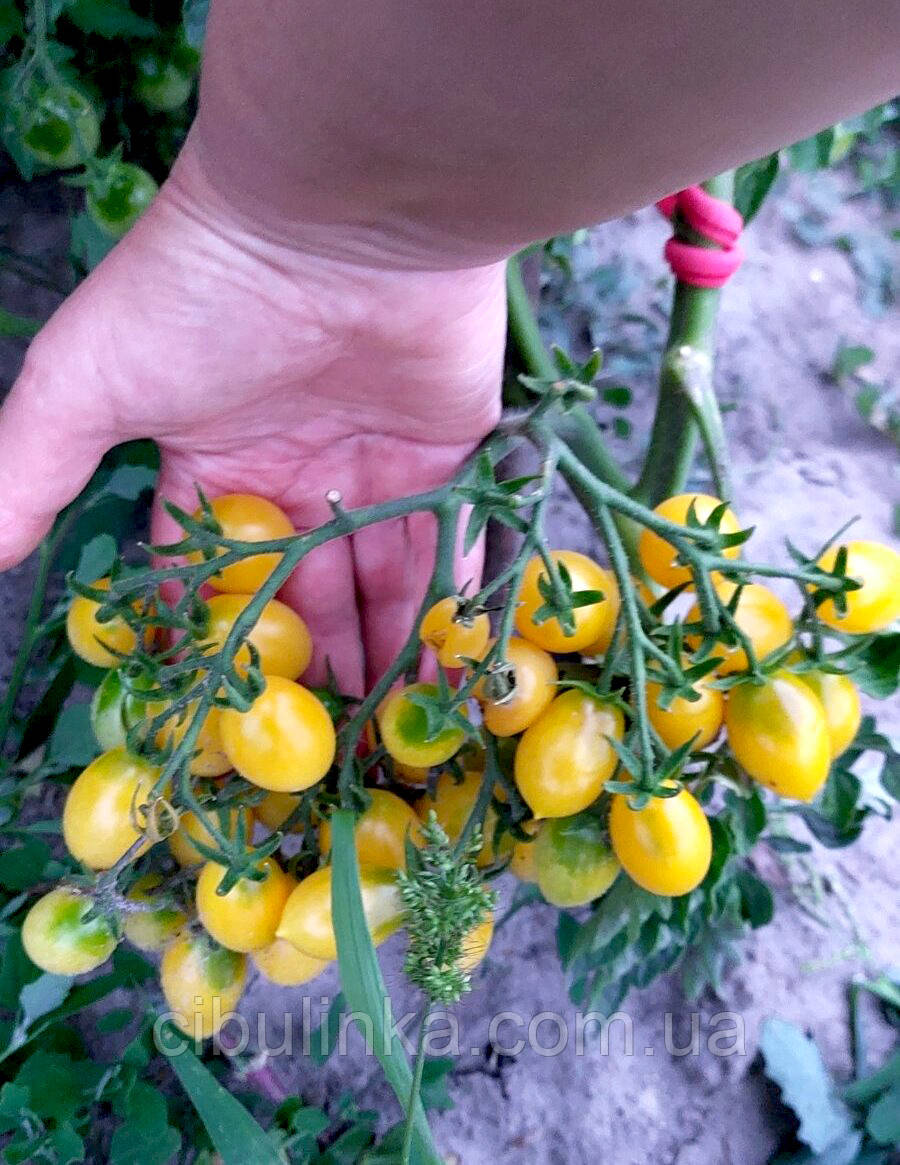 Томат Черрі Божевільна Вишня Баррі 10 шт (zip-paket), фото 1
