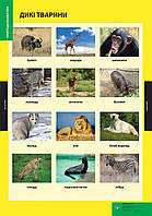 ПЛАКАТ Дикі тварини