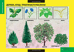 ПЛАКАТ Дерева, кущі, трав'янисті рослини