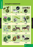 ПЛАКАТ Ланцюги живлення