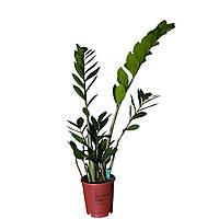 Заміокулькас zamiifolia доларове дерево 60-65 см