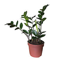 Заміокулькас zamiifolia доларове дерево 35-40 см (2-3 стовбури в горщику)