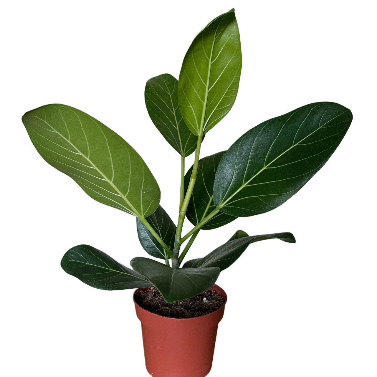 Фікус бенгальський Andrey (Андре) 45-50 см, фото 1