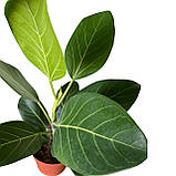 Фікус бенгальський Andrey (Андре) 45-50 см, фото 2