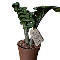 Заміокулькас Zenzi (Зензі)  25-30 см