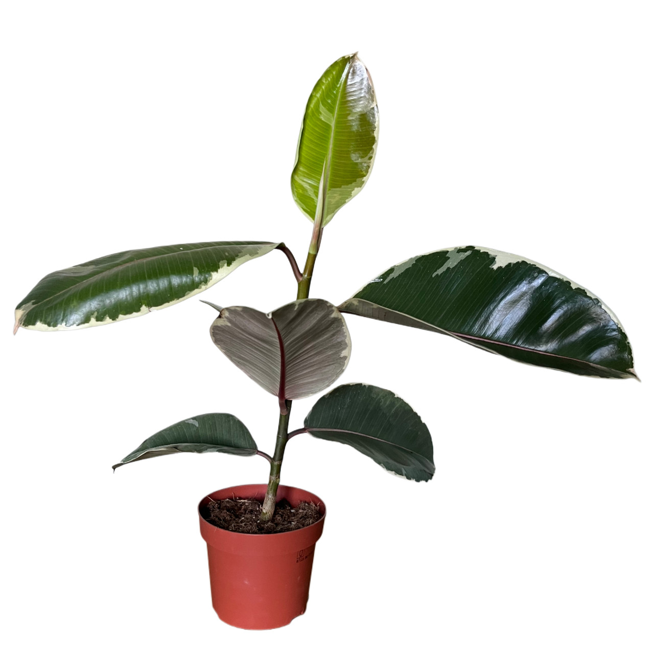 Фікус еластика "Tineke"  30-35 см, фото 1