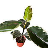 Фікус еластика "Tineke"  30-35 см, фото 2