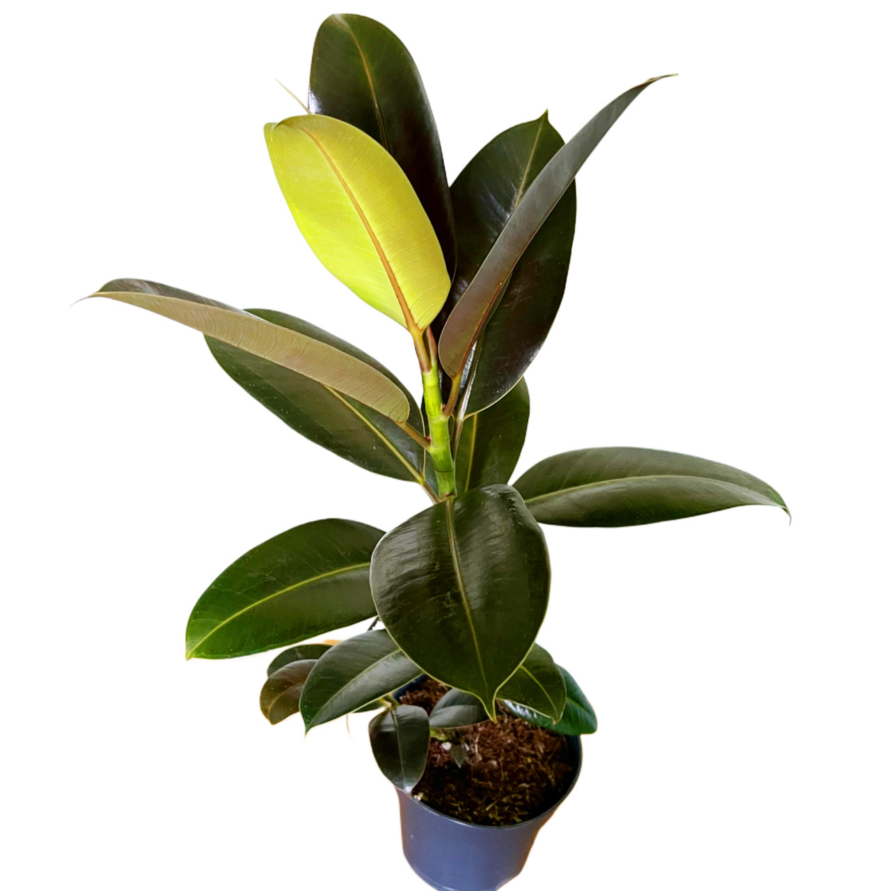 Фікус еластика ‘Belize’ 40-45 см, фото 1