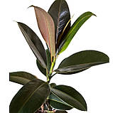 Фікус еластика ‘Belize’ 40-45 см, фото 2