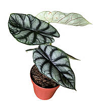 Алоказія Silver dragon Scale (висота 25-30 см)