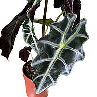 Алоказія Поллі polly (висота 25-30 см)