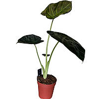 Алоказія Regal Shields   (висота 30-35 см)