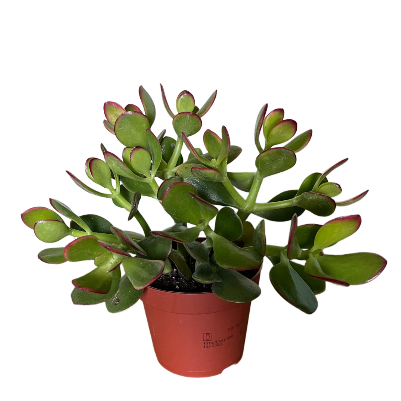 Крассула "Грошове дерево" Ovata sunset 17-20 см, фото 1