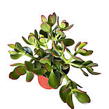 Крассула "Грошове дерево" Ovata sunset 17-20 см, фото 2