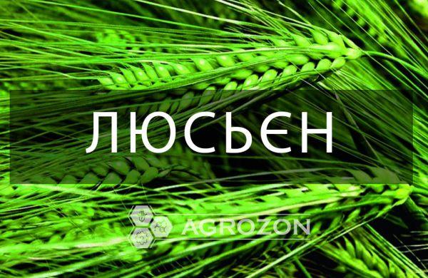 Озимий ячмінь Люсьєн Saaten Union - 0,5 т (бег)